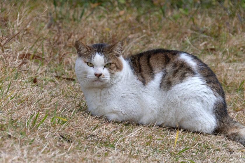 三宅村の猫