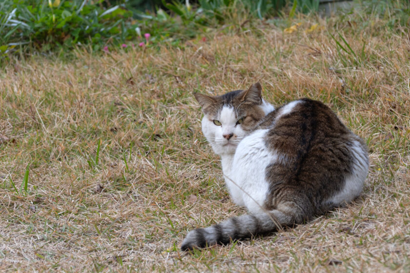 三宅村の猫