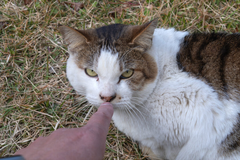 三宅村の猫