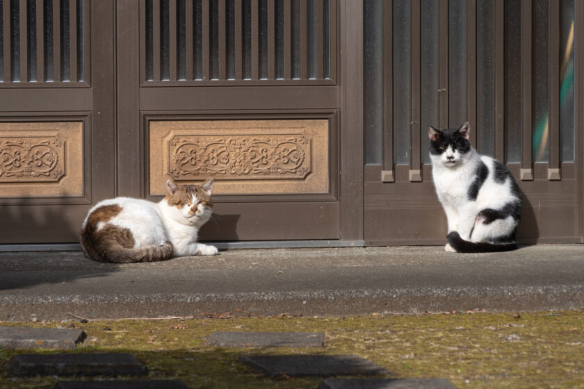 三宅村の猫