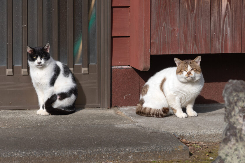 三宅村の猫