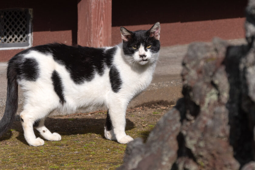 三宅村の猫