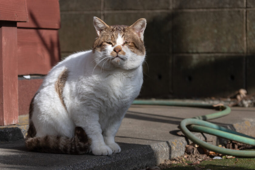 三宅村の猫