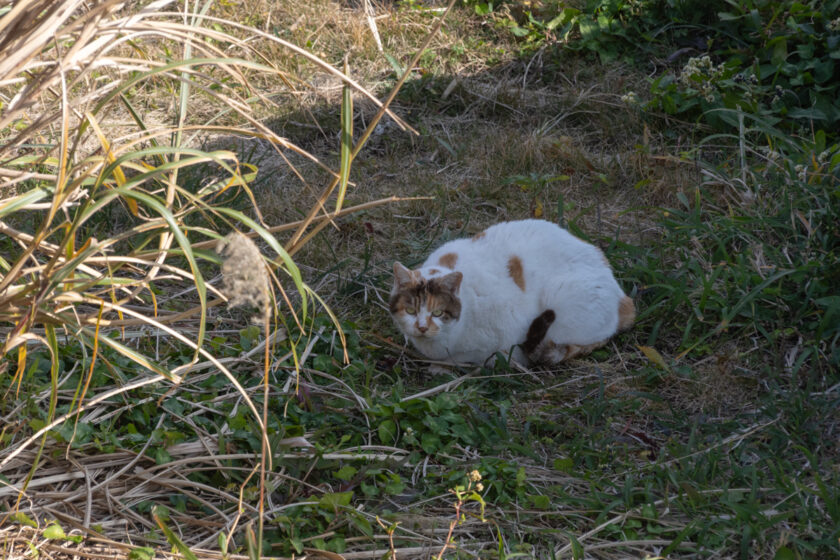 三宅村の猫