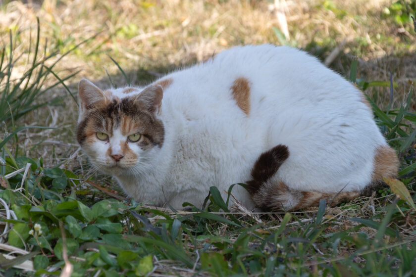 三宅村の猫