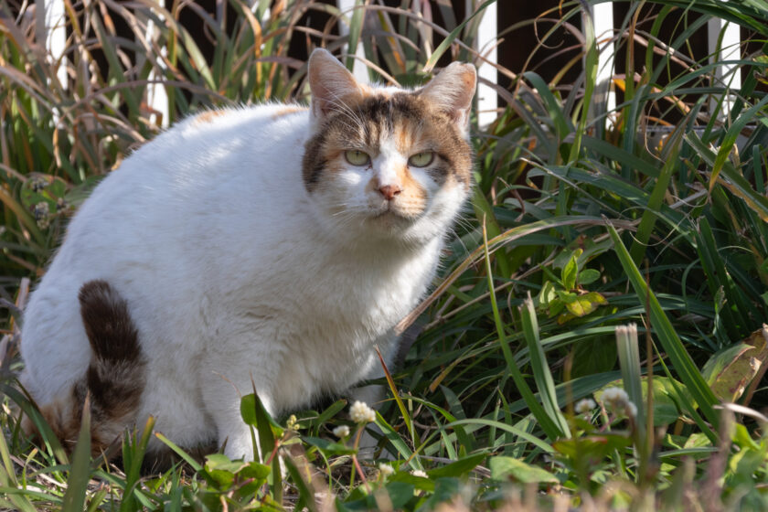 三宅村の猫