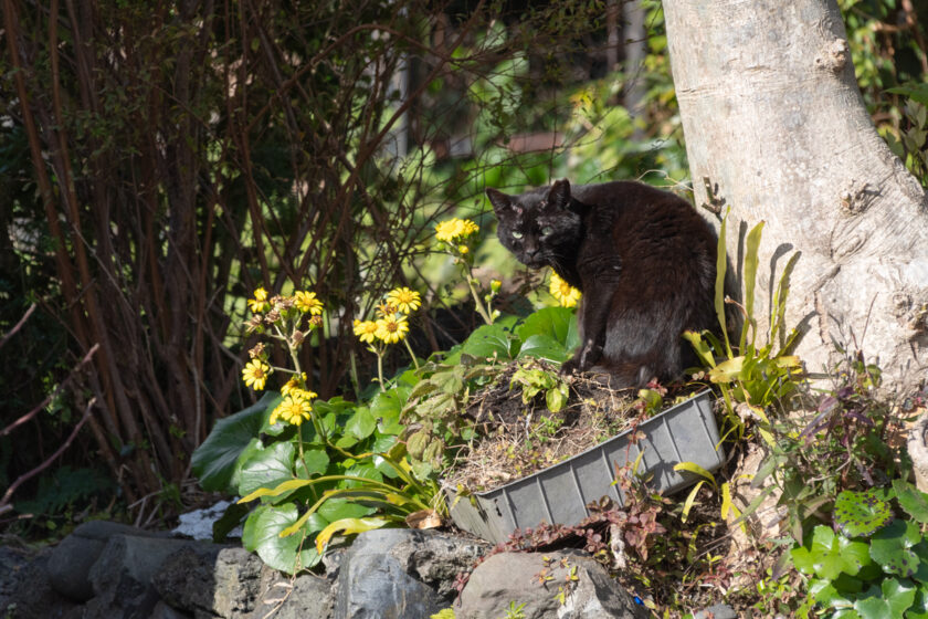 三宅村の猫