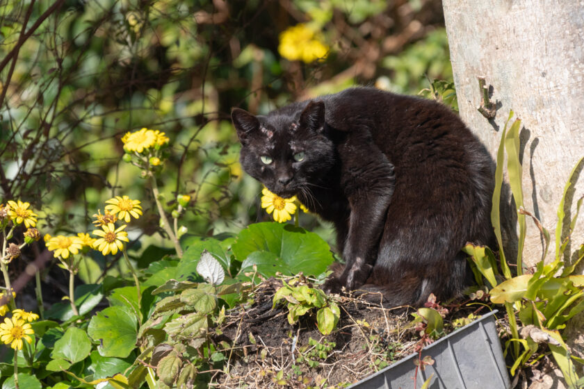 三宅村の猫