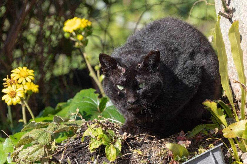 三宅村の猫