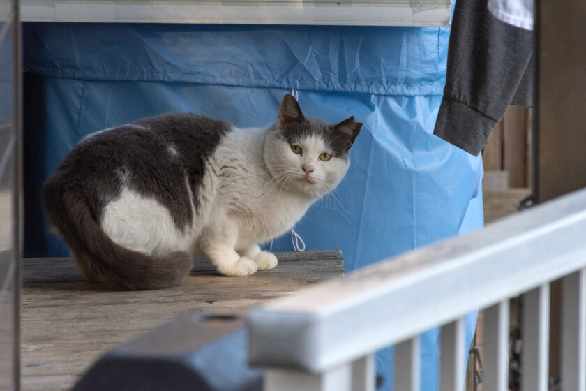 三宅村の猫