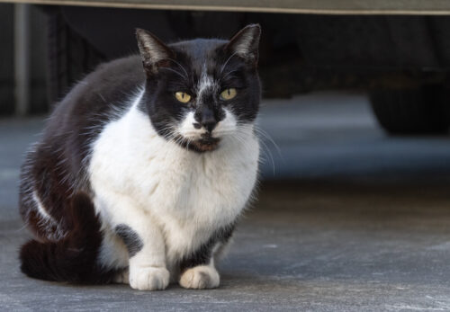 立川市の猫