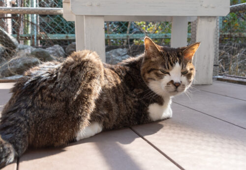 府中市の猫