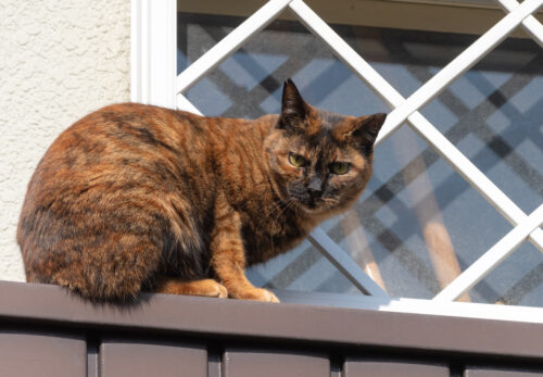 川崎市の猫