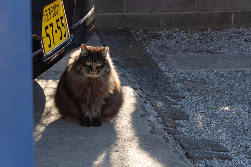 日野市の猫