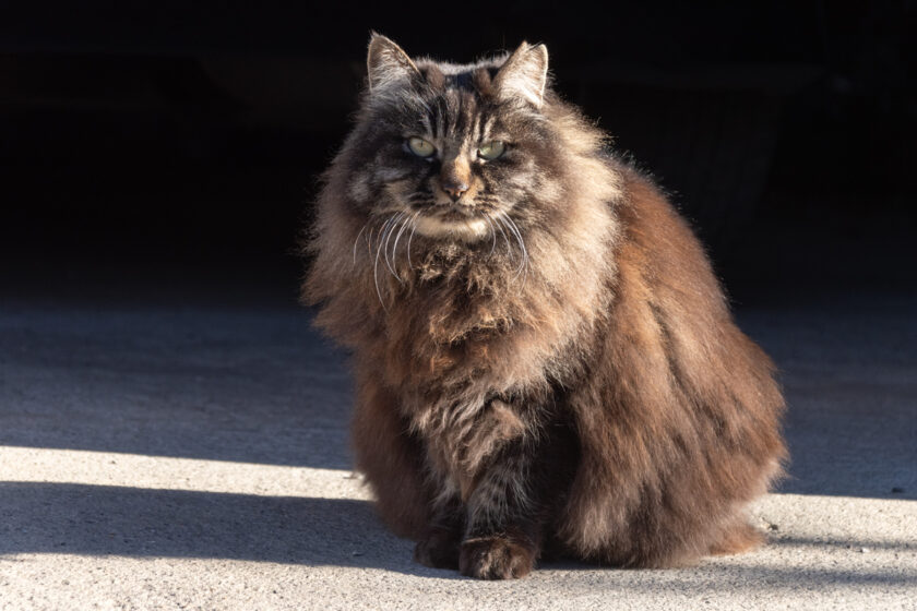 日野市の猫