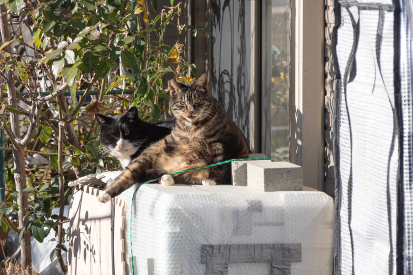 日野市の猫