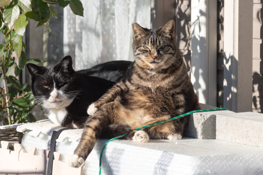 日野市の猫