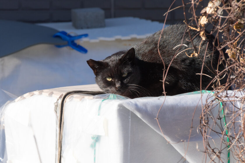 日野市の猫