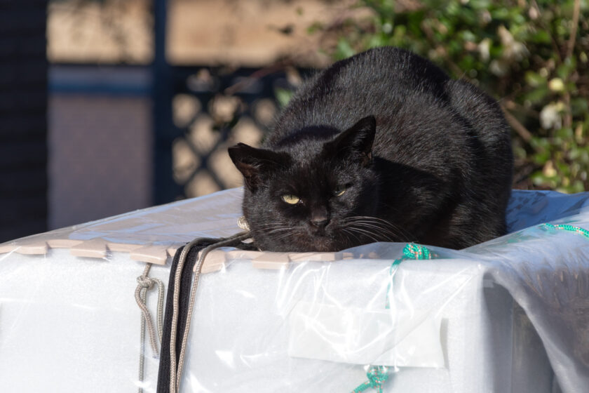 日野市の猫