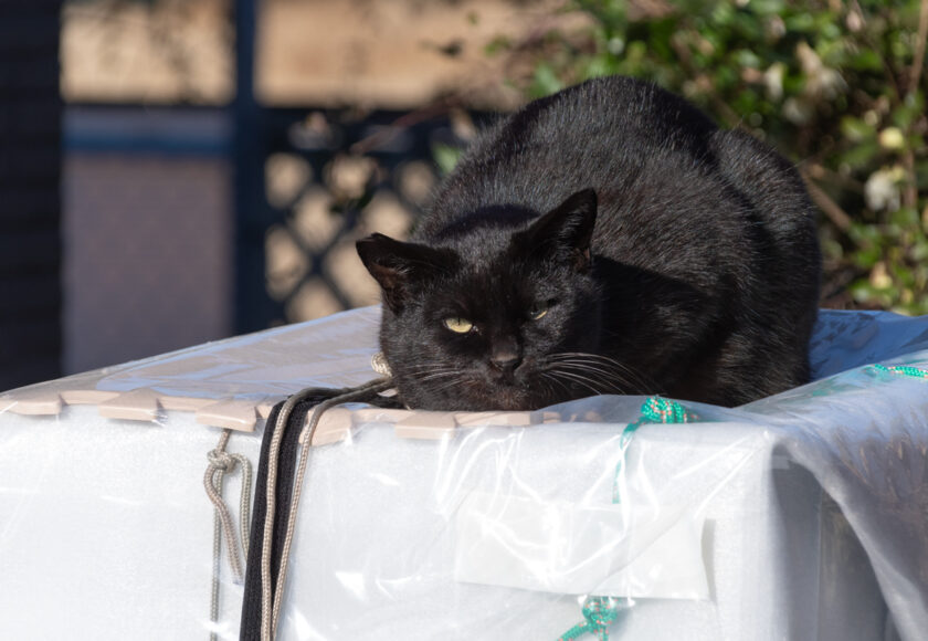 日野市の猫