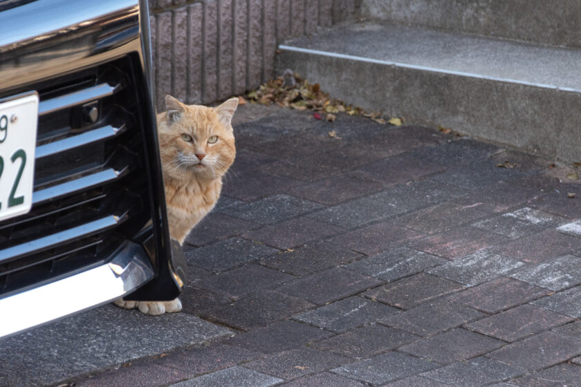 日野市の猫