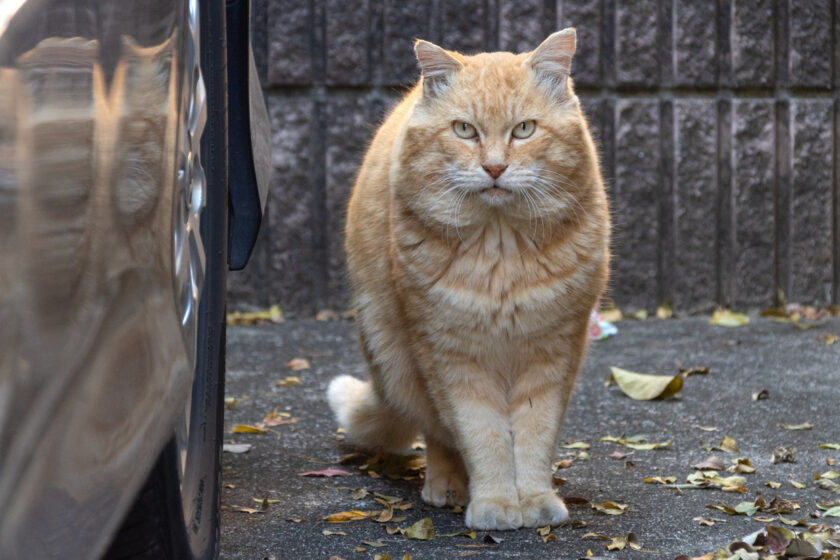 日野市の猫