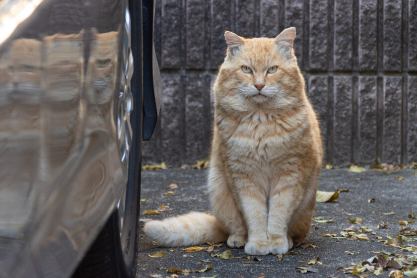 日野市の猫