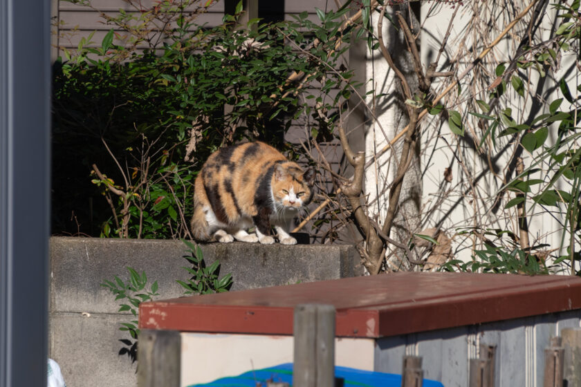 日野市の猫