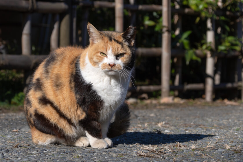 日野市の猫