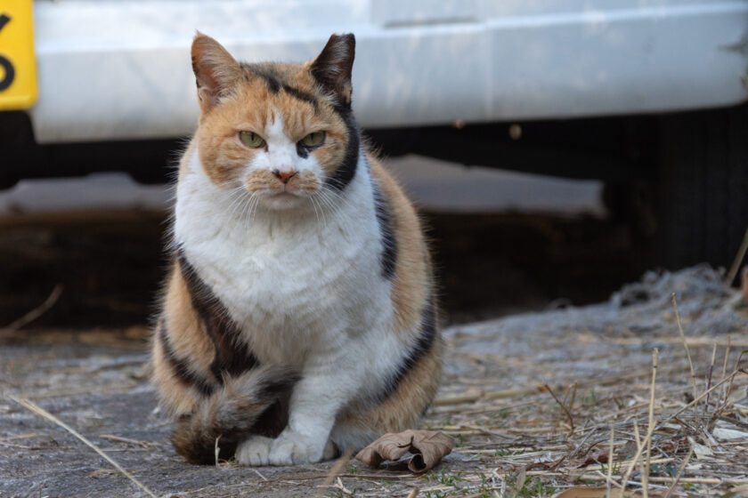 日野市の猫