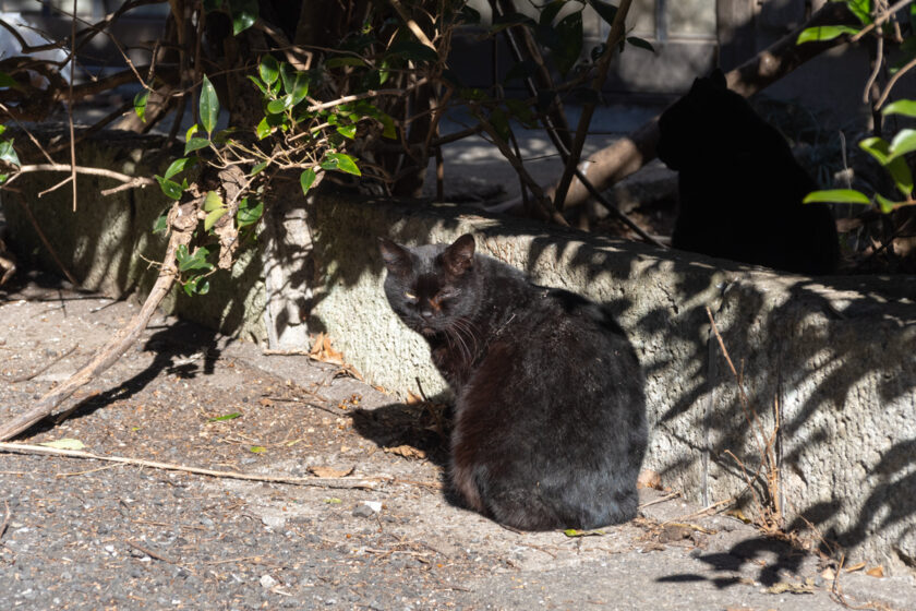 日野市の猫