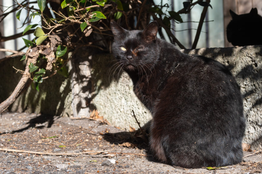 日野市の猫