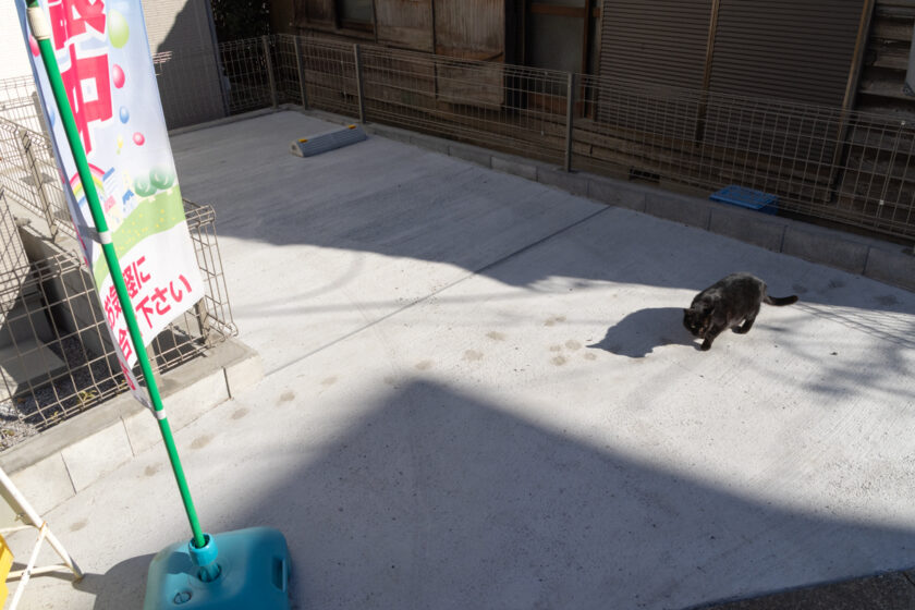 日野市の猫