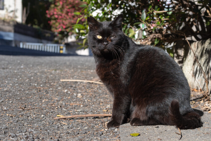 日野市の猫