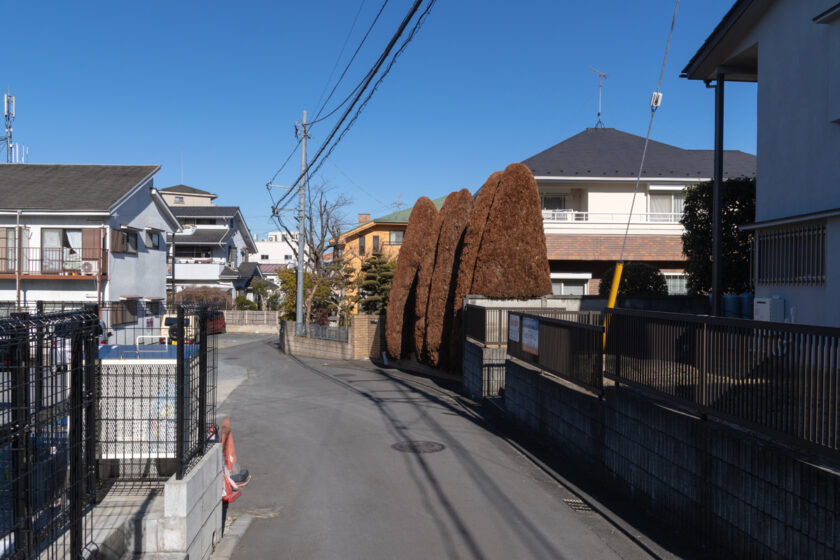 日野市の猫