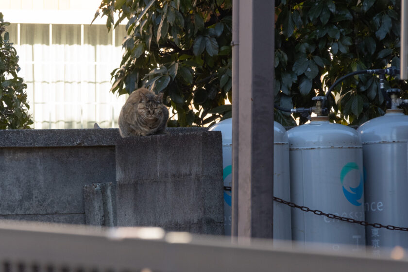 日野市の猫