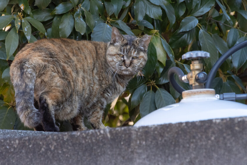 日野市の猫