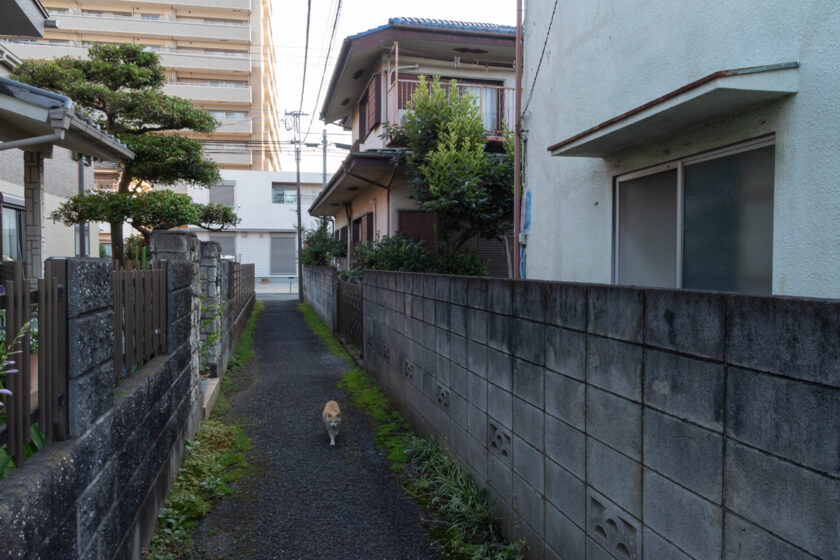 昭島市の猫