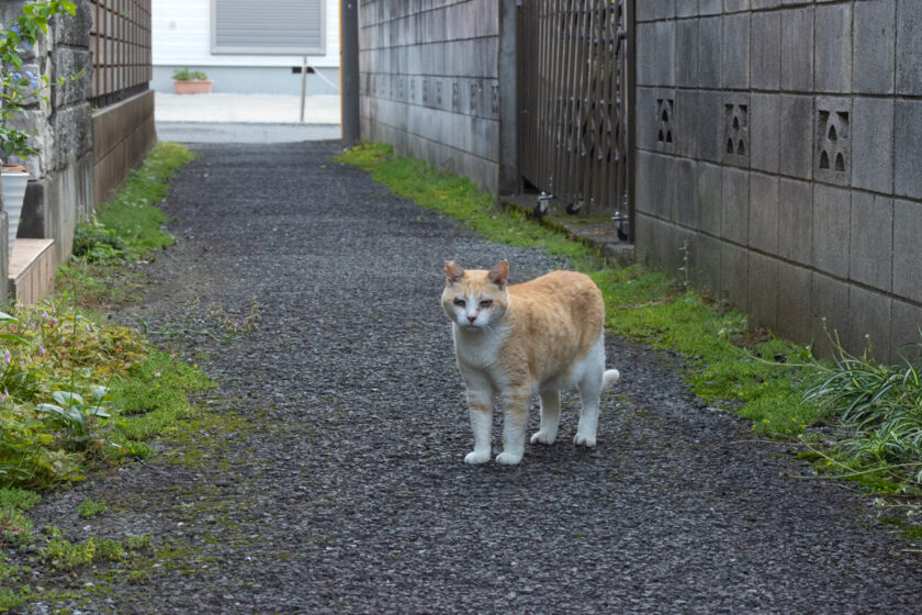 昭島市の猫