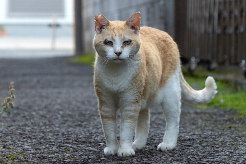 昭島市の猫