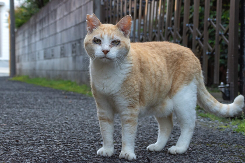 昭島市の猫