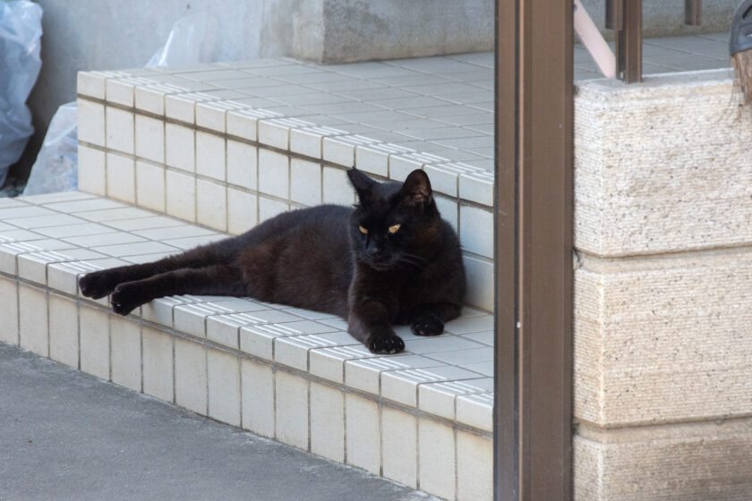 立川市の猫