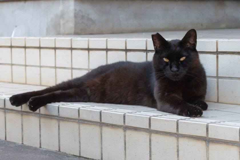 立川市の猫