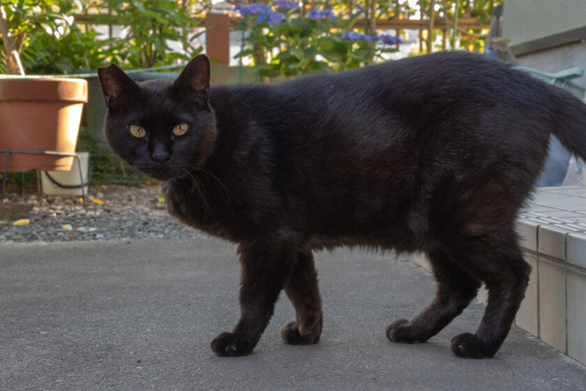立川市の猫