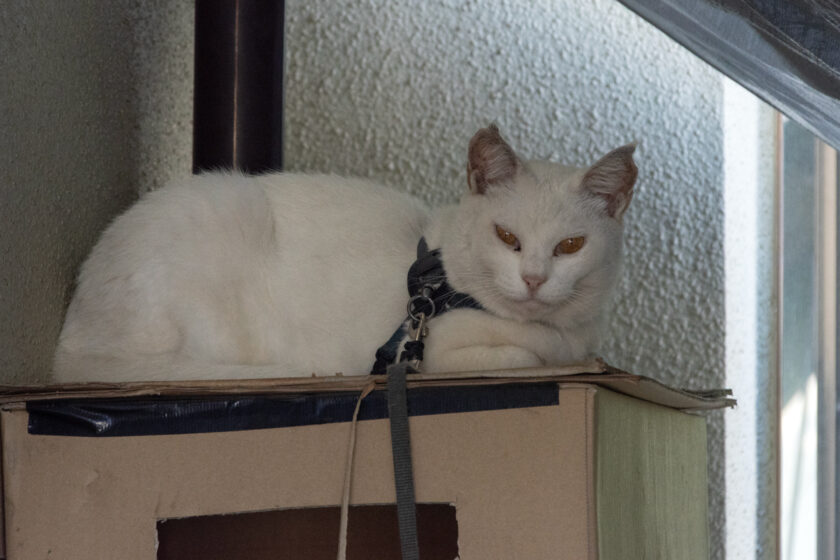 立川市の猫