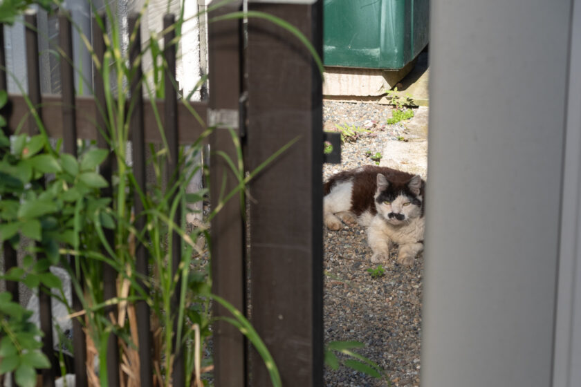 立川市の猫