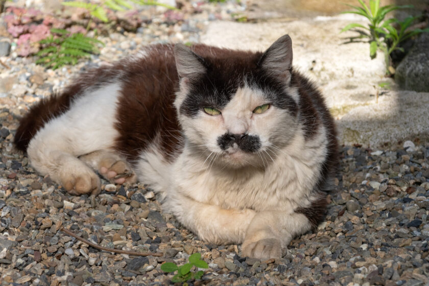 立川市の猫