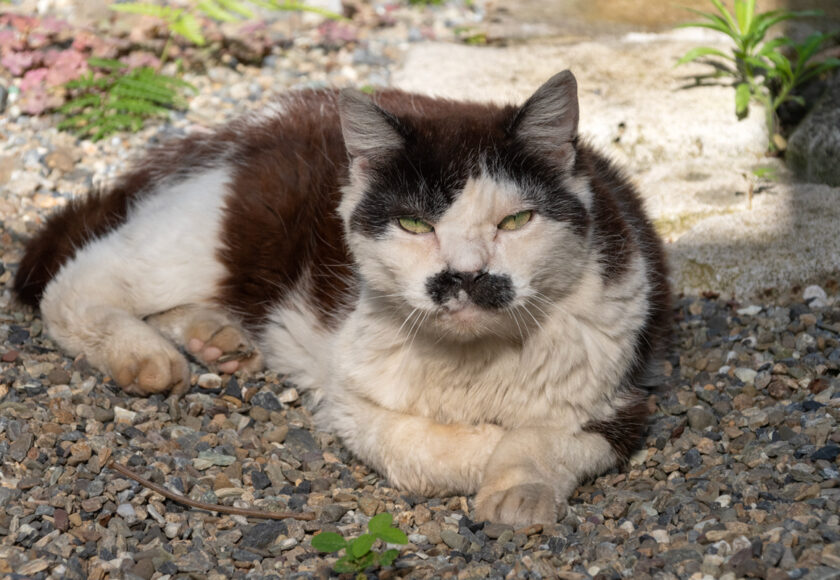 立川市の猫