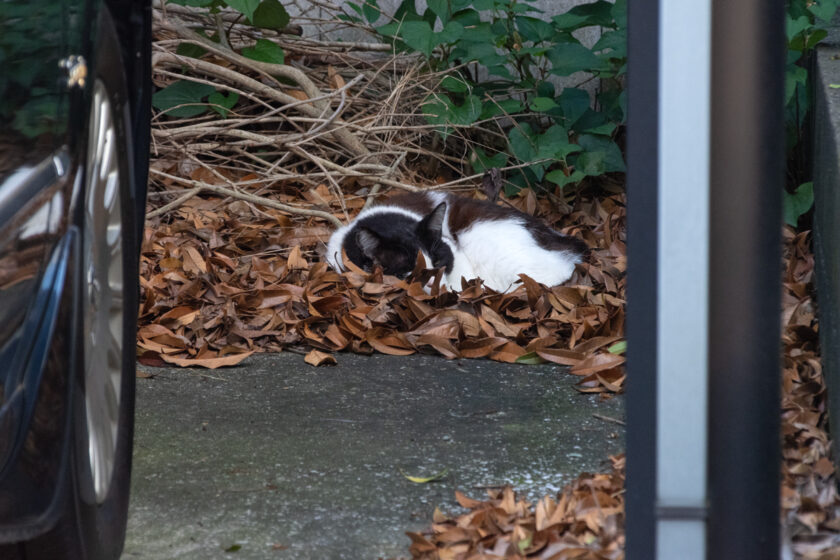 立川市の猫