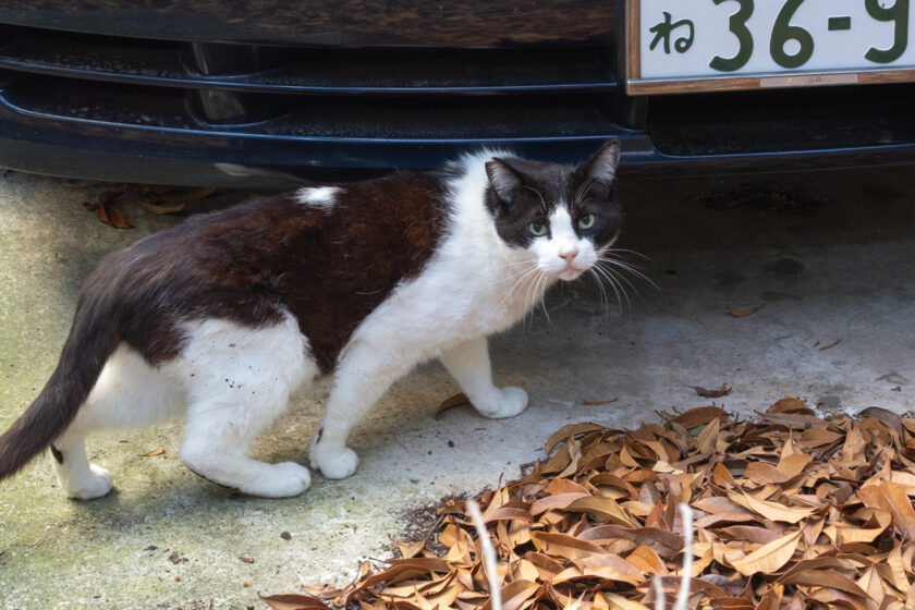 立川市の猫